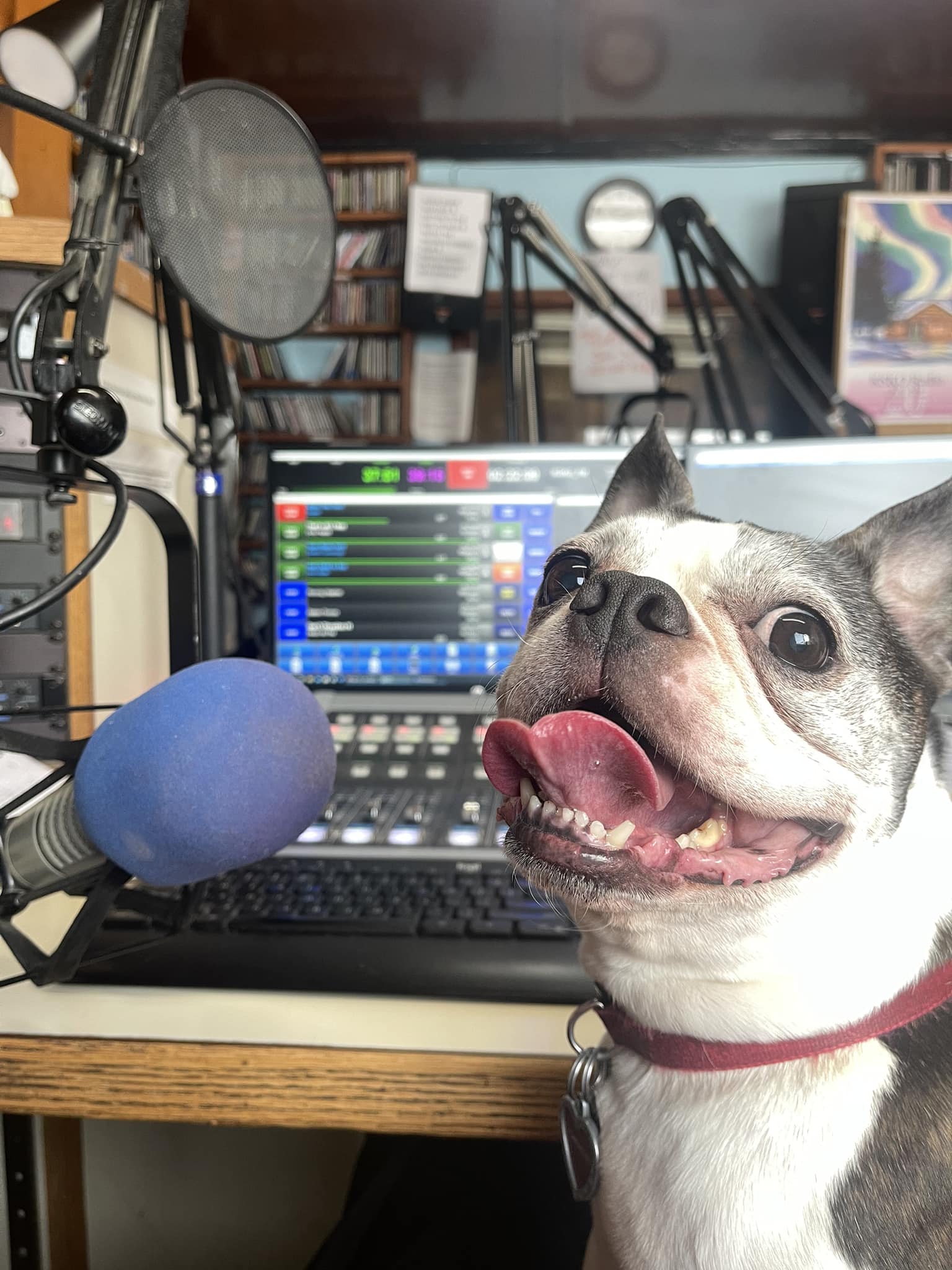 Boston Terrier Carmine