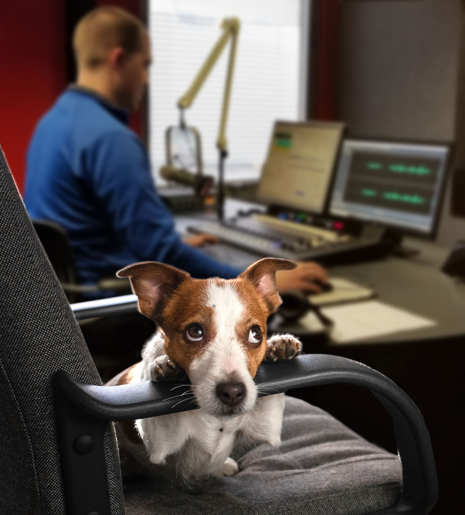 WheatstoneRemoteDogImage